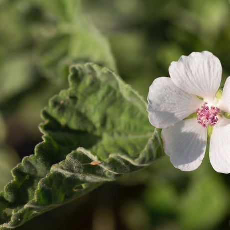 White flower with pink center on a green leaf against a blurred green background