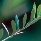 Herb Pharm Olive Leaf Extract - Powerful Antioxidant Support - 1 Fl Oz