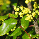 Herb Pharm Oregon Grape Extract - 1 Fl Oz