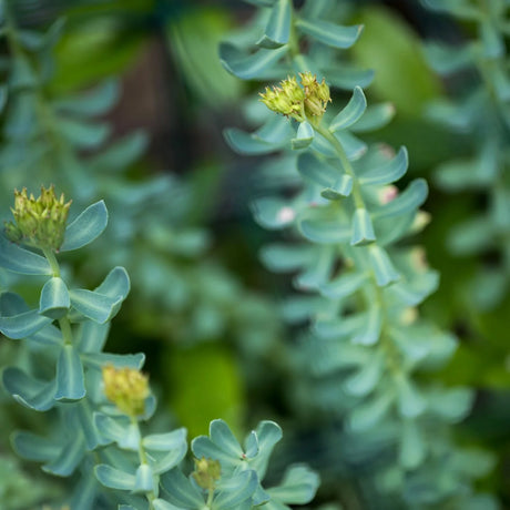 Close-up of green  Rhodiola  plants with small yellow flowers.
