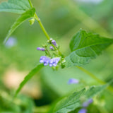 Close-up of a plant with small purple flowers and green leaves.