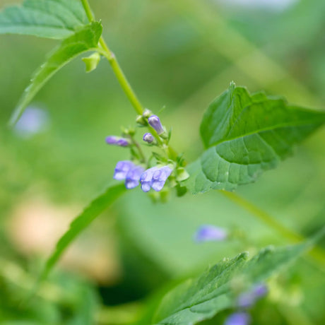 Close-up of a plant with small purple flowers and green leaves.